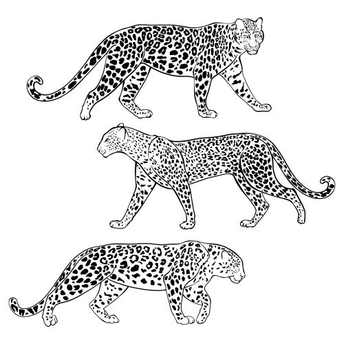 豹子。矢量图 三猎豹