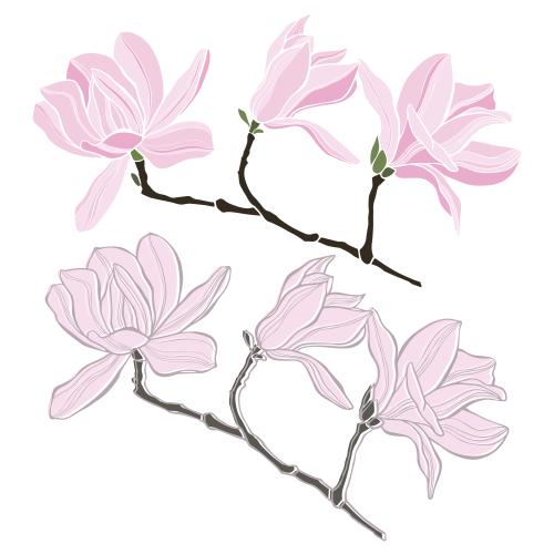 木兰。矢量图 白底上的木兰 两种隔离变体