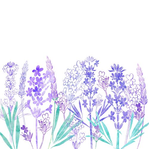 原创位图 水彩薰衣草-白底文字留白区