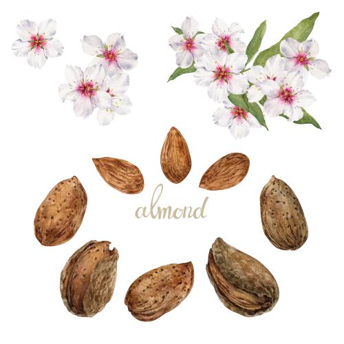 原创位图 白色背景上的水彩杏花和杏仁