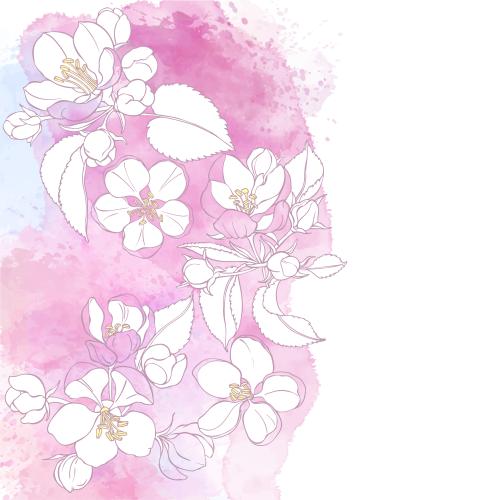 矢量图片 苹果花水彩背景白色文字留白