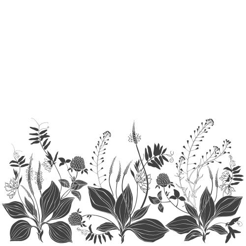 马齿苋。矢量图 车前草-牧人袋-苜蓿-野花-白色文字区
