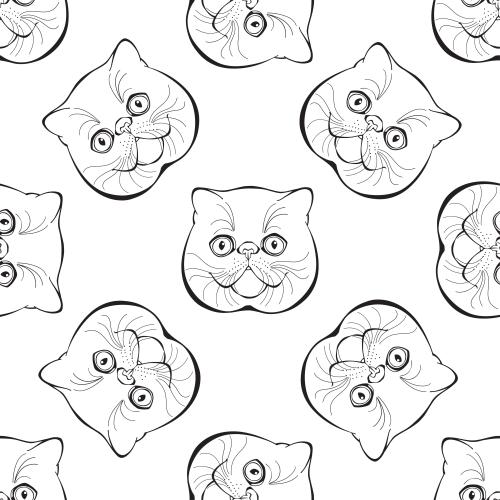 异国短毛猫。矢量图 异国猫咪，白色背景上的可爱面孔