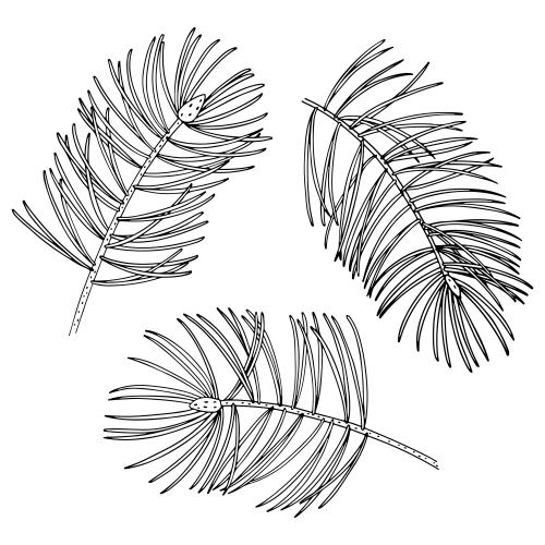 松树。矢量图 白底冷杉枝