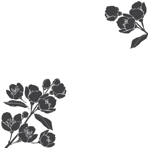 茉莉花。矢量图 盛开的茉莉花枝-白色文字留白处-角状构图