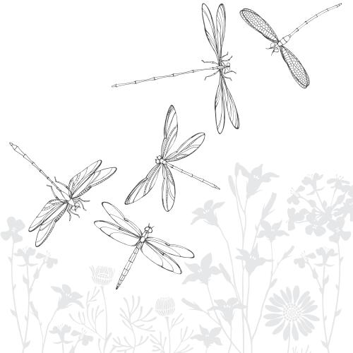 油菜花。矢量图 蜻蜓，灰色田野花朵的剪影在白色背景上