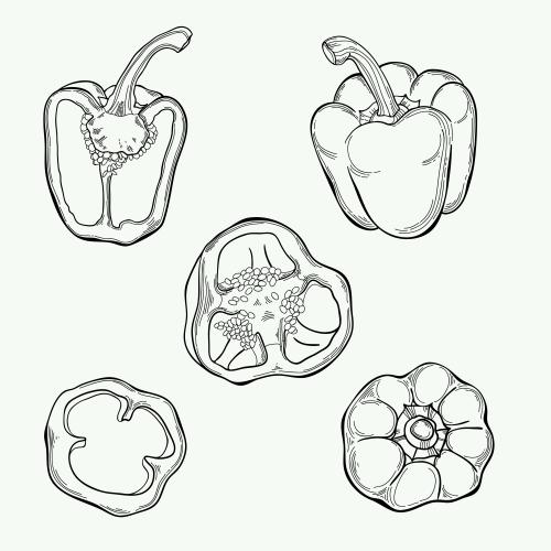 胡椒。矢量图 保加利亚椒 白底隔离元素