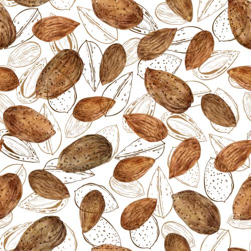  矢量图 白色背景上的水彩和轮廓杏仁﻿