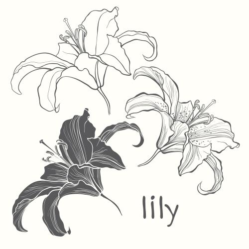 百合。矢量图 百合花、轮廓与剪影、白色背景上的孤立元素