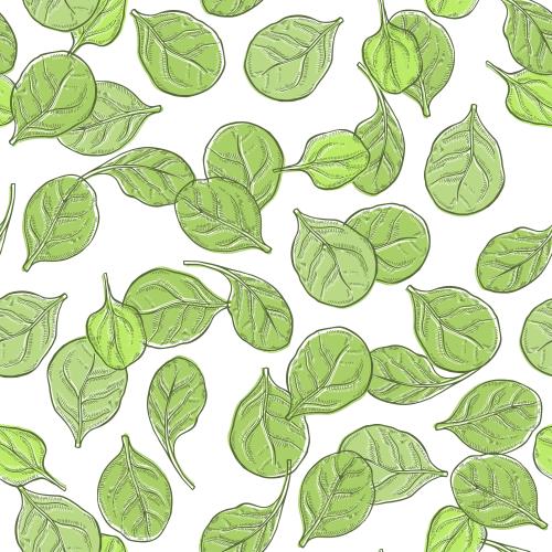 菠菜。矢量图 绿叶菠菜在白色背景上