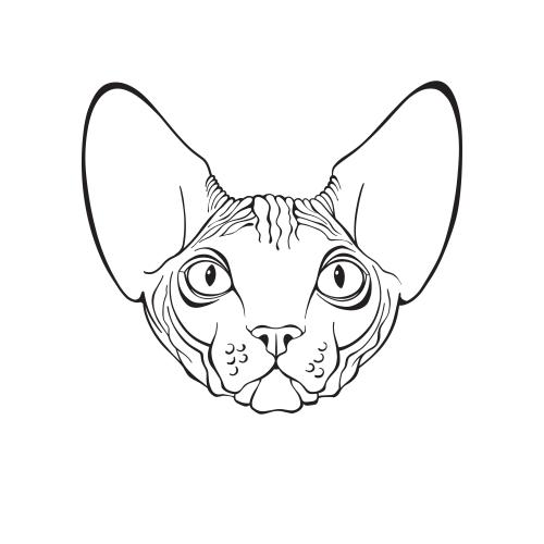 无毛猫。矢量图 斯芬克斯猫 白底可爱小脸