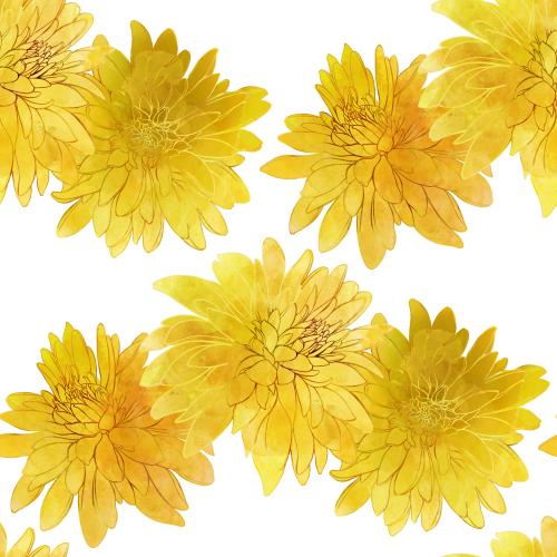 原创位图 白底上的水彩黑心菊