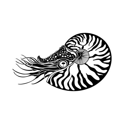 鹦鹉螺。矢量图 白底鹦鹉螺