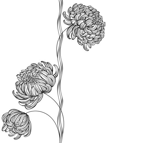 菊花。矢量图 菊花, 波浪线, 白色文字区域