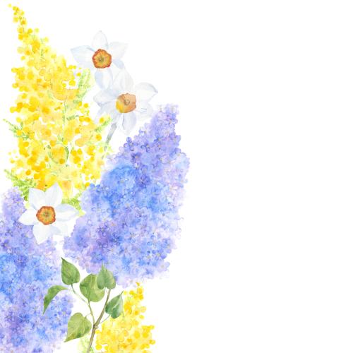 原创位图 水彩紫罗兰、金合欢与水仙花，白色背景上的文字空间