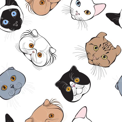卷耳猫。矢量图 不同品种猫咪的可爱脸庞 白色背景