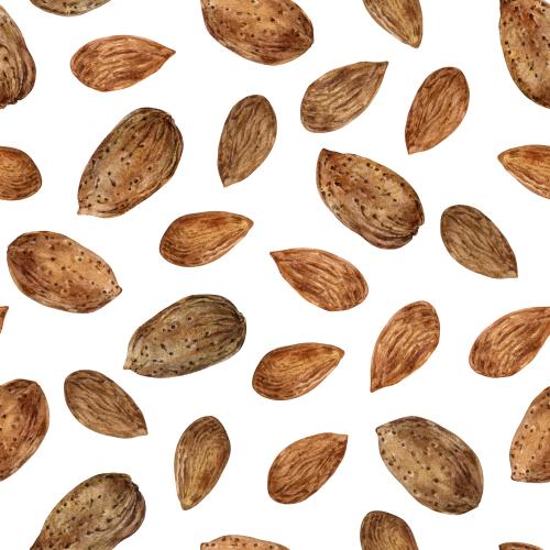  矢量图 白色背景上的杏仁