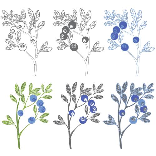 蓝莓。矢量图 蓝莓 轮廓与剪影 六款白色设计