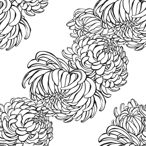菊花。矢量图 白底黑线菊花