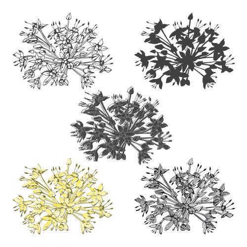 矢量图片 花序，五种白色变体