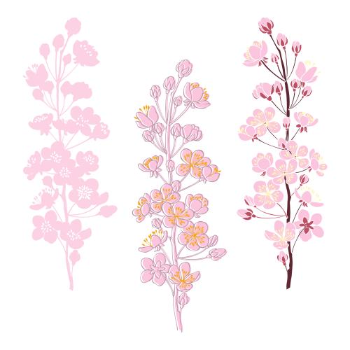 杏。矢量图 杏花盛开枝白色背景三种款式