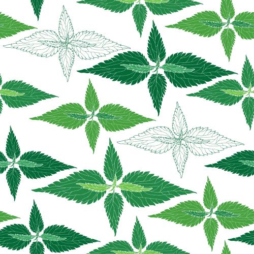植物。矢量图 荨麻、彩色轮廓与白色剪影