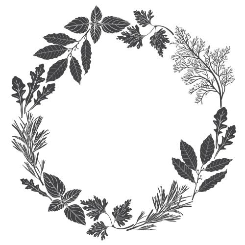 月桂树。矢量图 白色背景上的餐厨香草圆形黑白装饰框