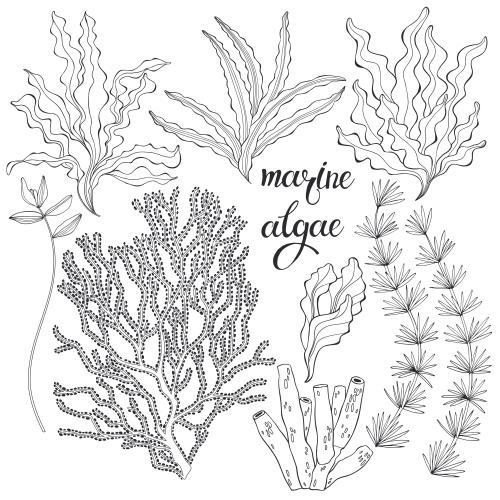 矢量图片 多种水生植物（白底）
