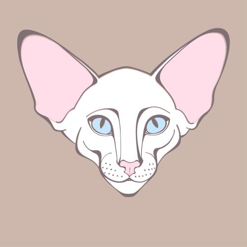 东方猫。矢量图 东方猫，淡棕色上的可爱脸部
