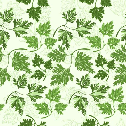 欧芹。矢量图 欧芹枝、轮廓与剪影 浅绿底色