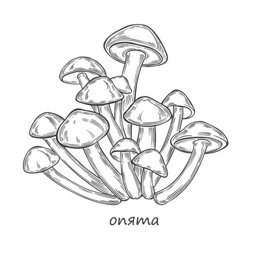 矢量图片 白金针菇