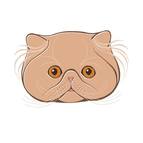 波斯猫。矢量图 波斯猫，彩色可爱的脸在白色背景上