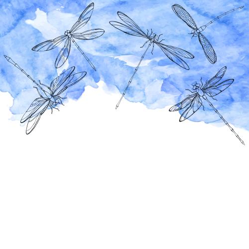 蜻蜓。矢量图 蓝色水彩上的蜻蜓 - 白色文字区域