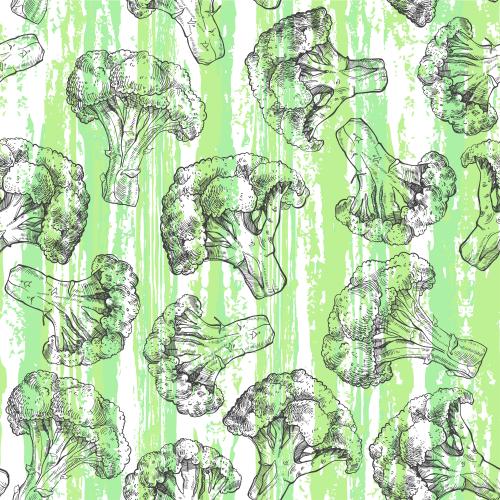 西蓝花。矢量图 西蓝花绿纹白底