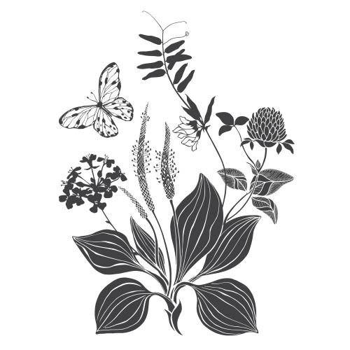 油菜花。矢量图 车前草, 车轴草, 野花, 蝴蝶, 白底图案