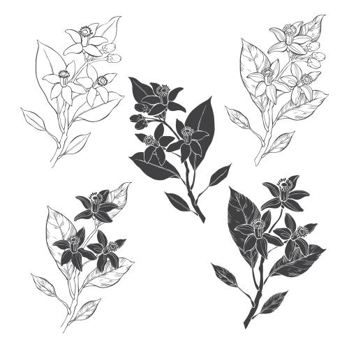 苦橙花油。矢量图 苦橙花，五种白色款式