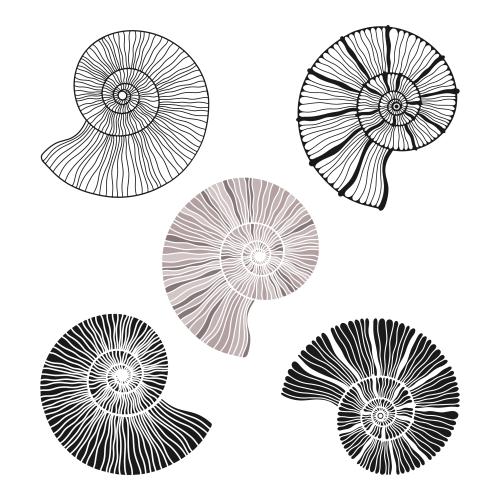 矢量图片 鹦鹉螺五种白色变体